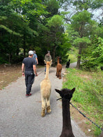 Woodland Alpaca Walk