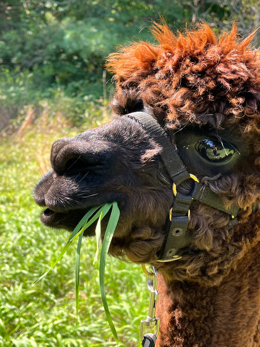 Woodland Alpaca Walk & Pasture Picnic