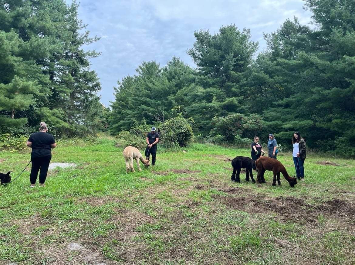 Woodland Alpaca Walk